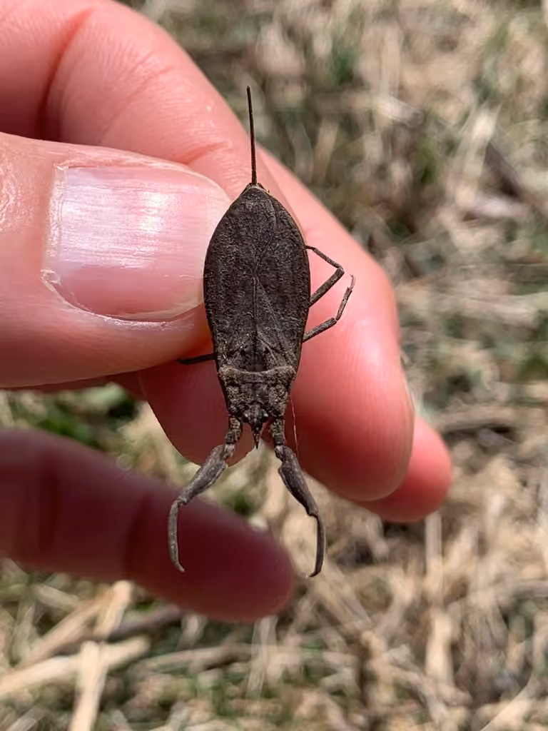Rugose water scorpion, Adult