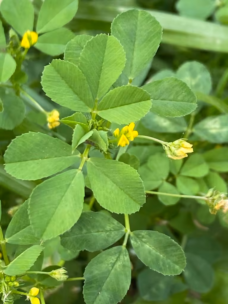 Burclover