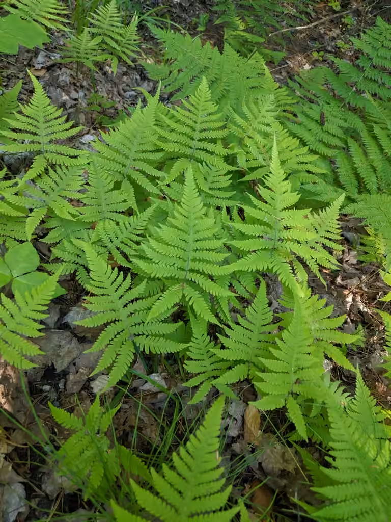 Phégoptère du hêtre, photo 2 sur 5