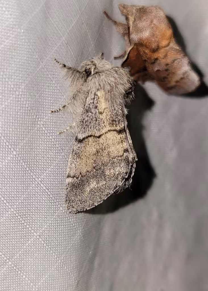 Lintner's Gluphisia Moth