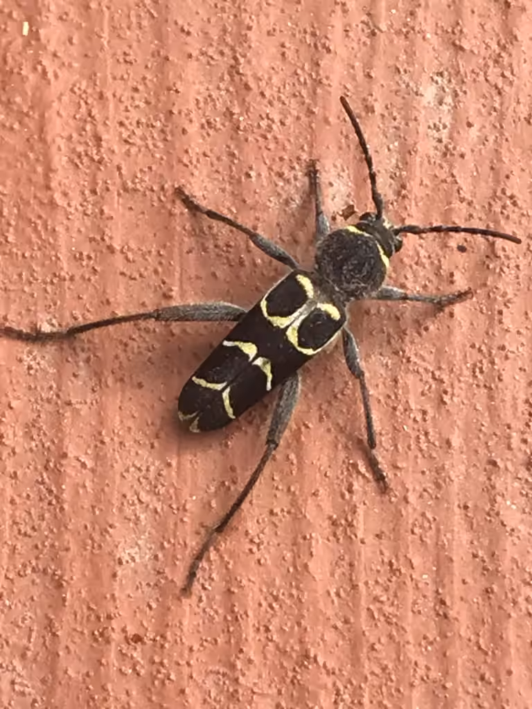 Banded Ash Borer, photo 2 of 5