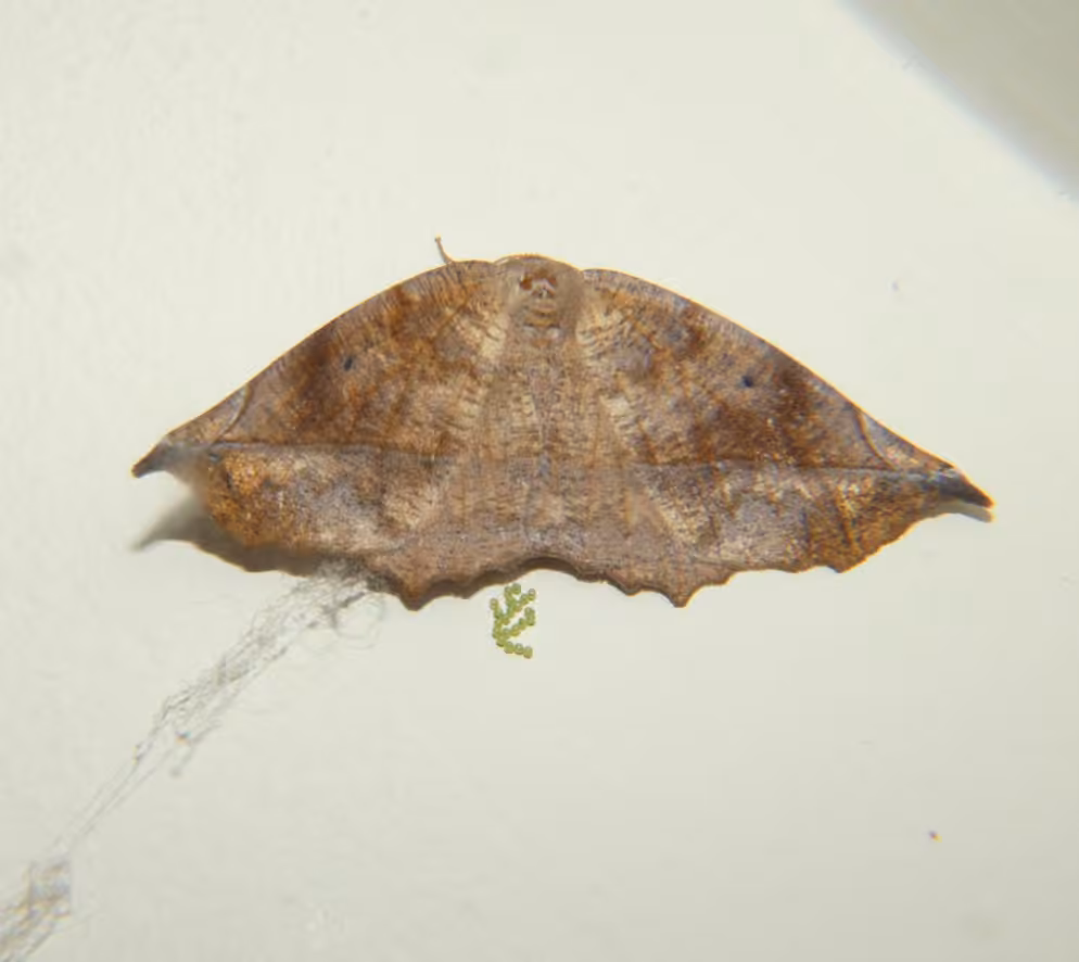 Curved-toothed Geometer Moth, Eggs