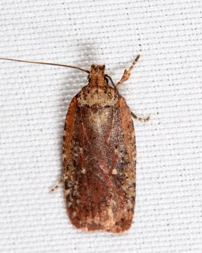 Walsingham's Agonopterix Moth, Adult
