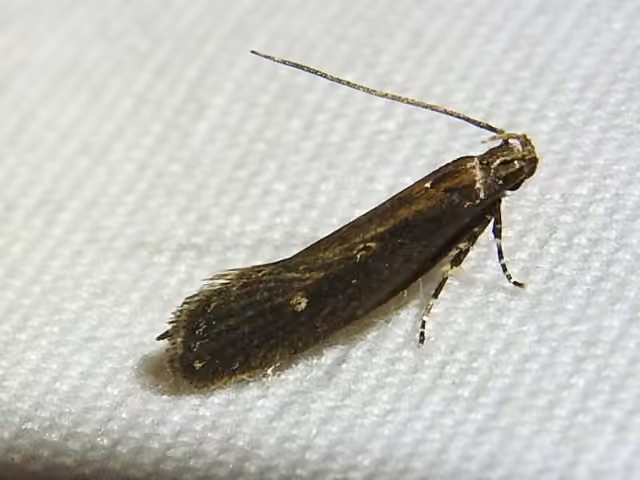 Eye-ringed Chionodes Moth, Adulte