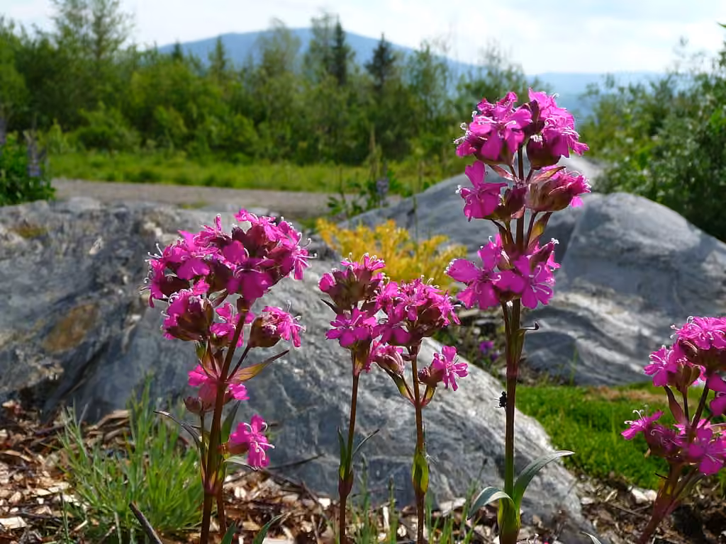 Clammy Campion, photo 3 of 5
