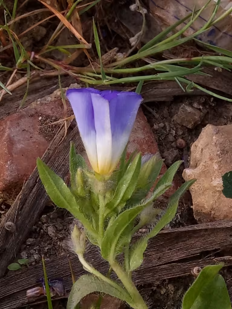 Belle-de-jour, En fleurs