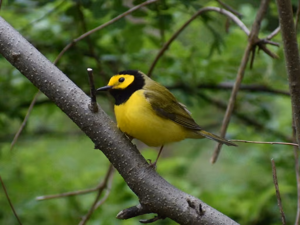 Hooded Warbler, Male