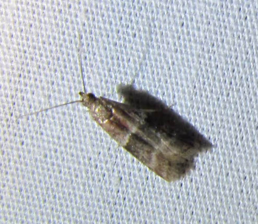 Darker Moodna Moth, Adulte
