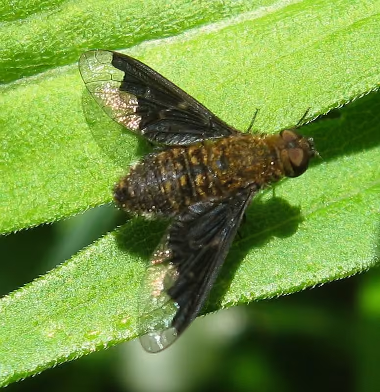Webber's bee fly, Female