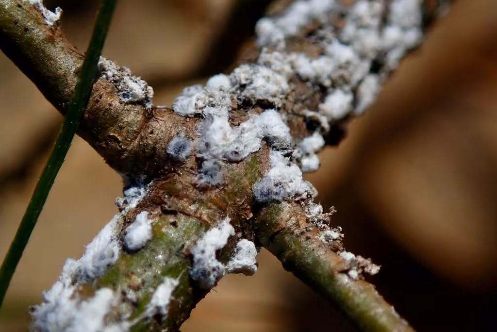 Pine Bark Adelgid, photo 3 of 5