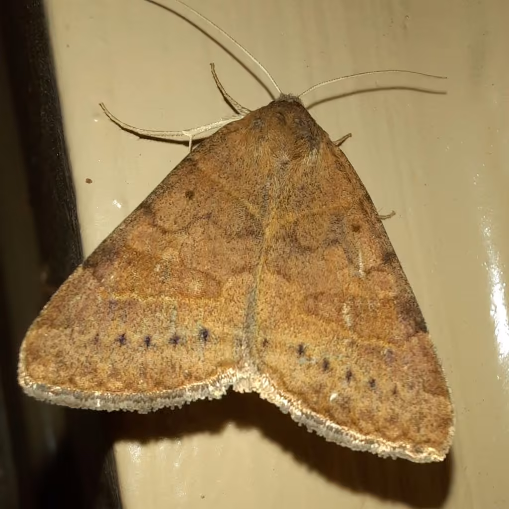 Forage Looper Moth, Adulte