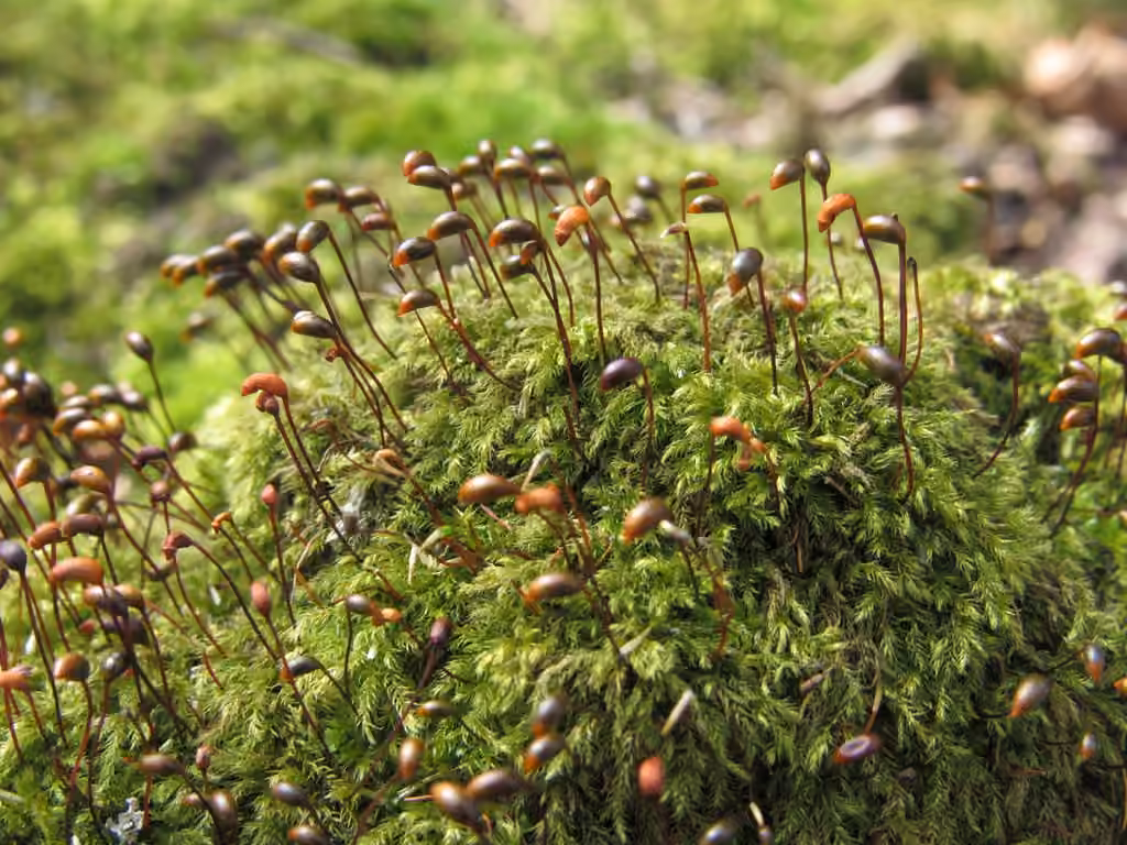 Velvet Feather-moss, photo 1 of 5