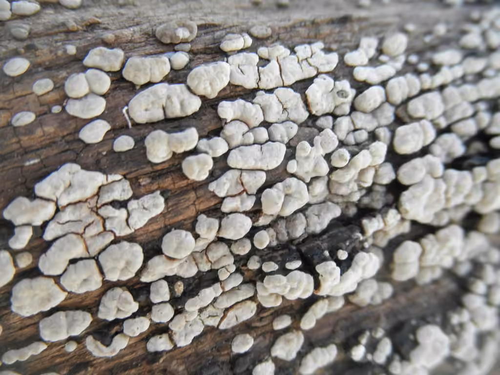 Xylobolus fragmenté, photo 3 sur 5