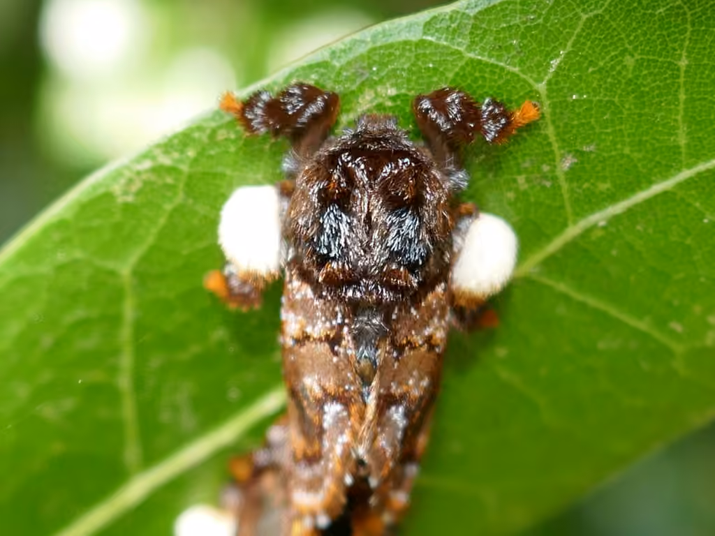 Hag Moth, Adult