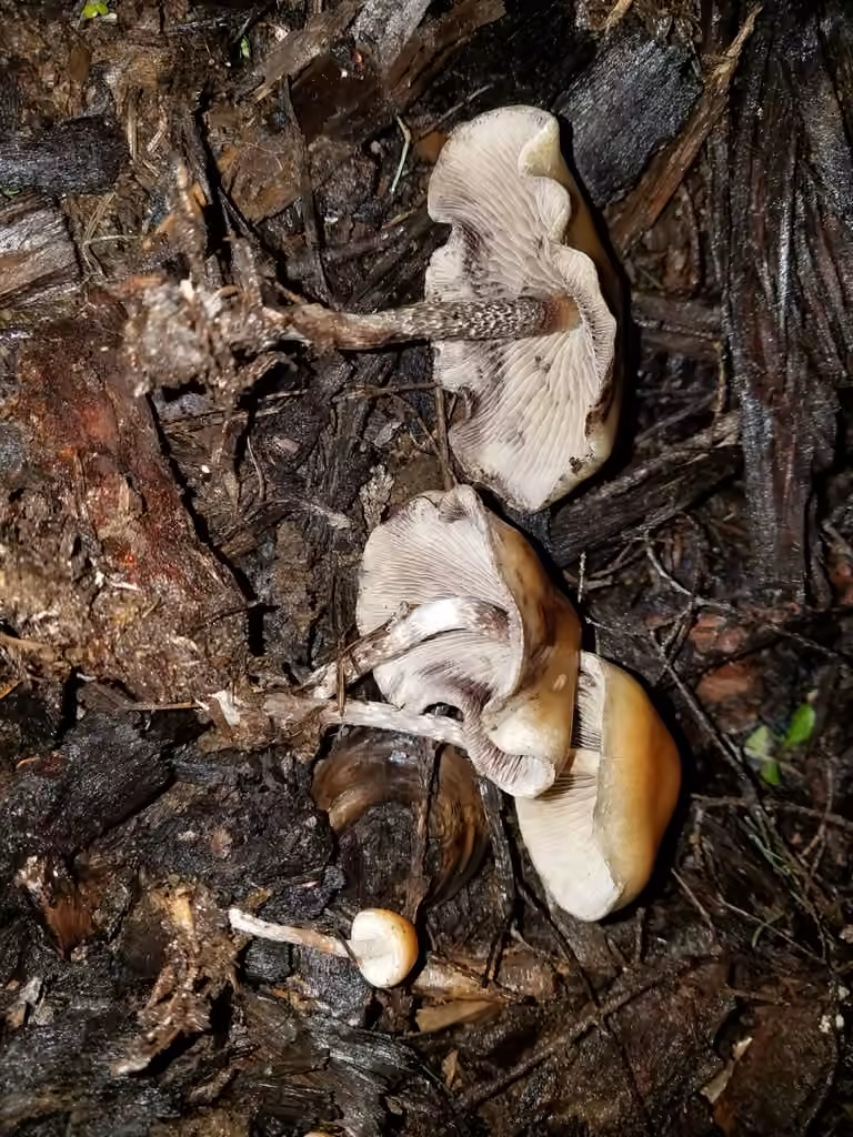 Hypholome dispersé, photo 2 of 5