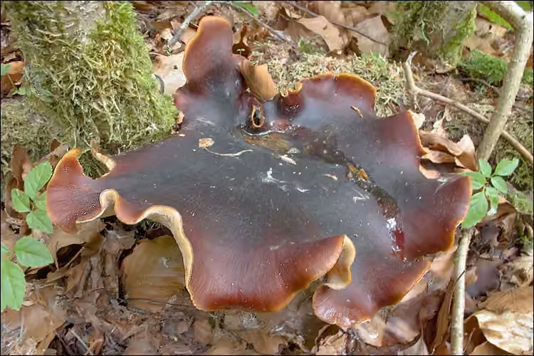 Polypore bai, photo 1 sur 5