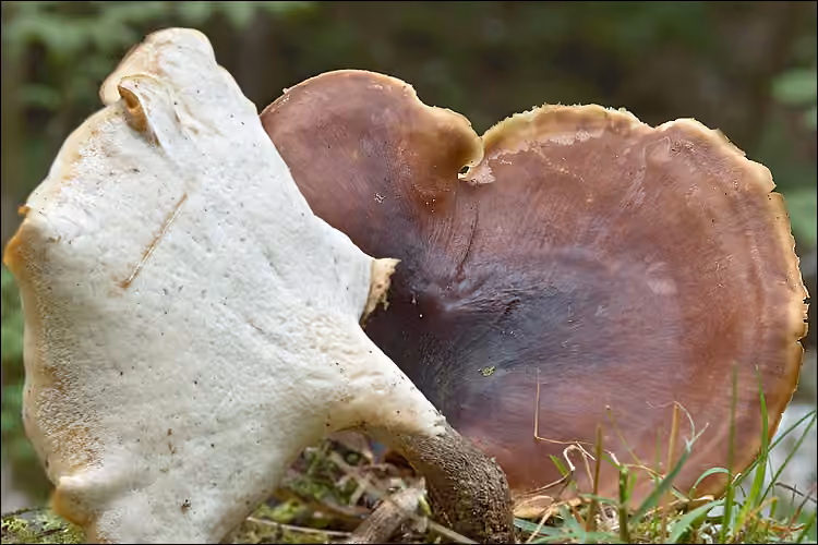 Polypore bai, photo 3 sur 5