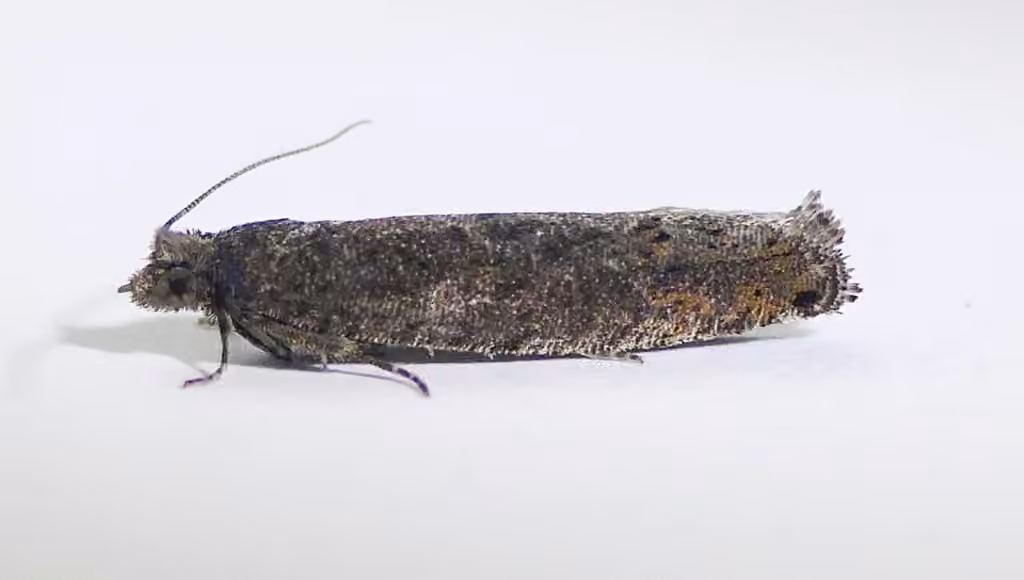 Pale Apple Leafroller Moth, Adult