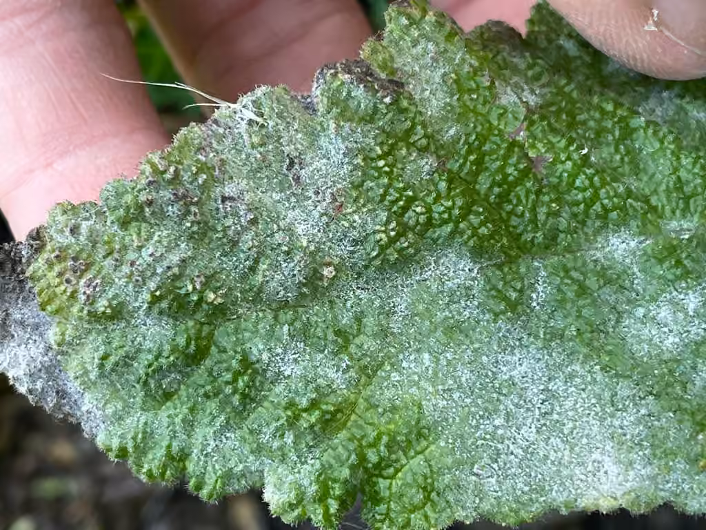 Golovinomyces salviae, photo 1 sur 5