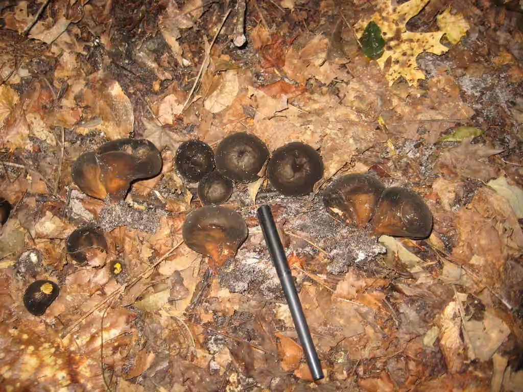 Umber-brown Puffball, photo 2 of 5