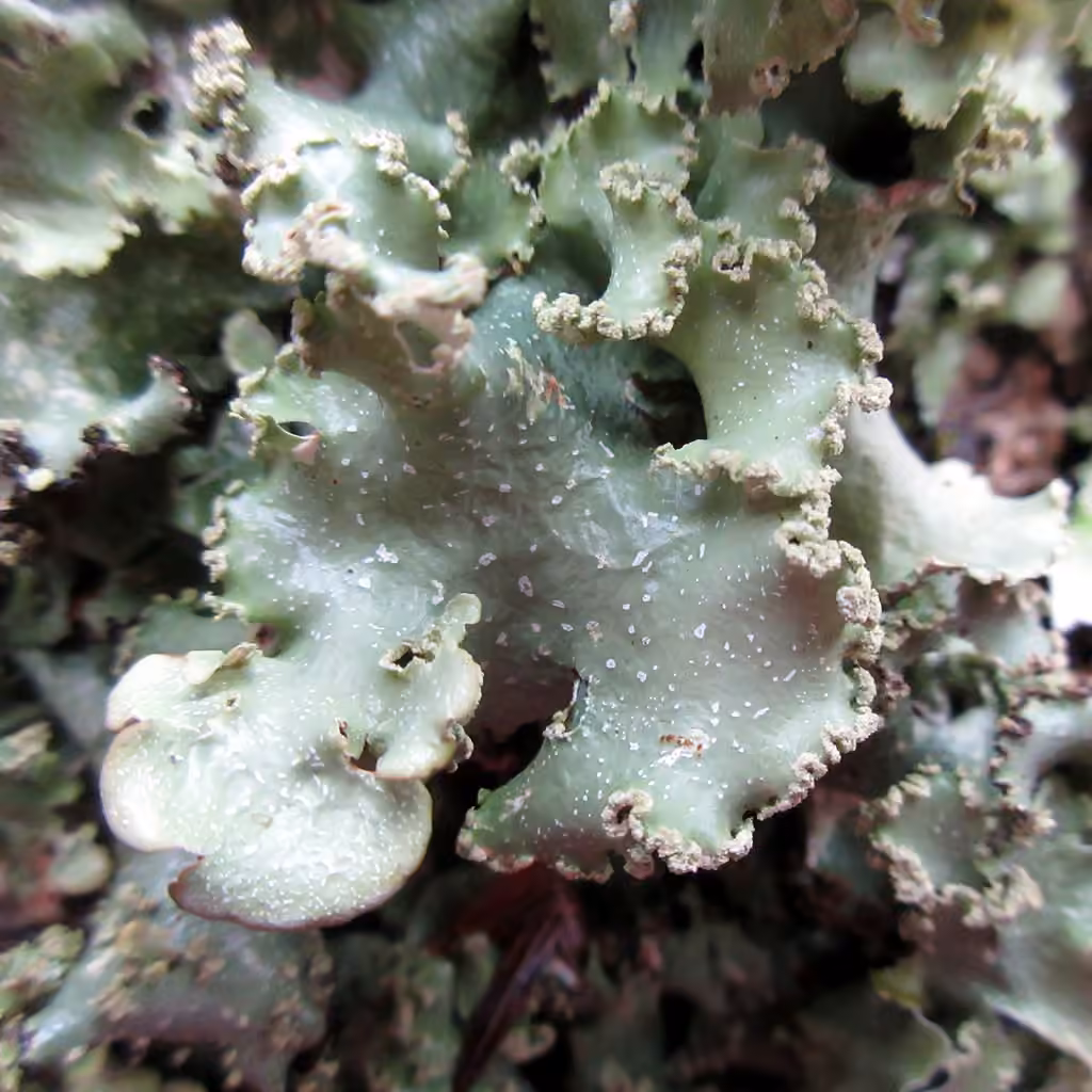 Chicita's Sea Storm Lichen, photo 3 of 5
