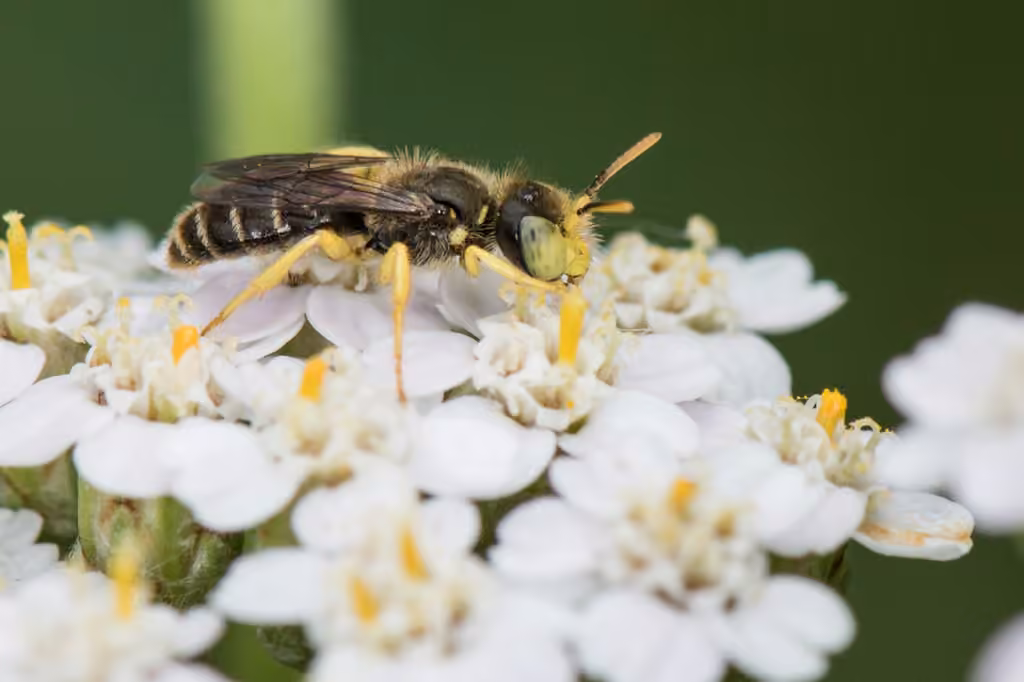 Eastern Miner Bee, photo 1 of 5