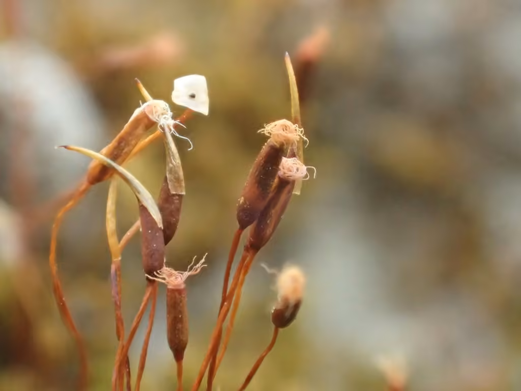 Bird's-claw Beard-moss, photo 2 of 5