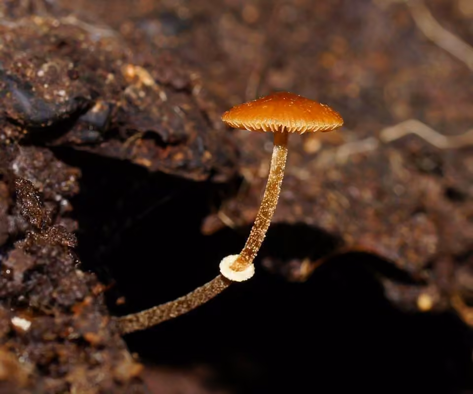 Conocybe ridé, photo 3 sur 5
