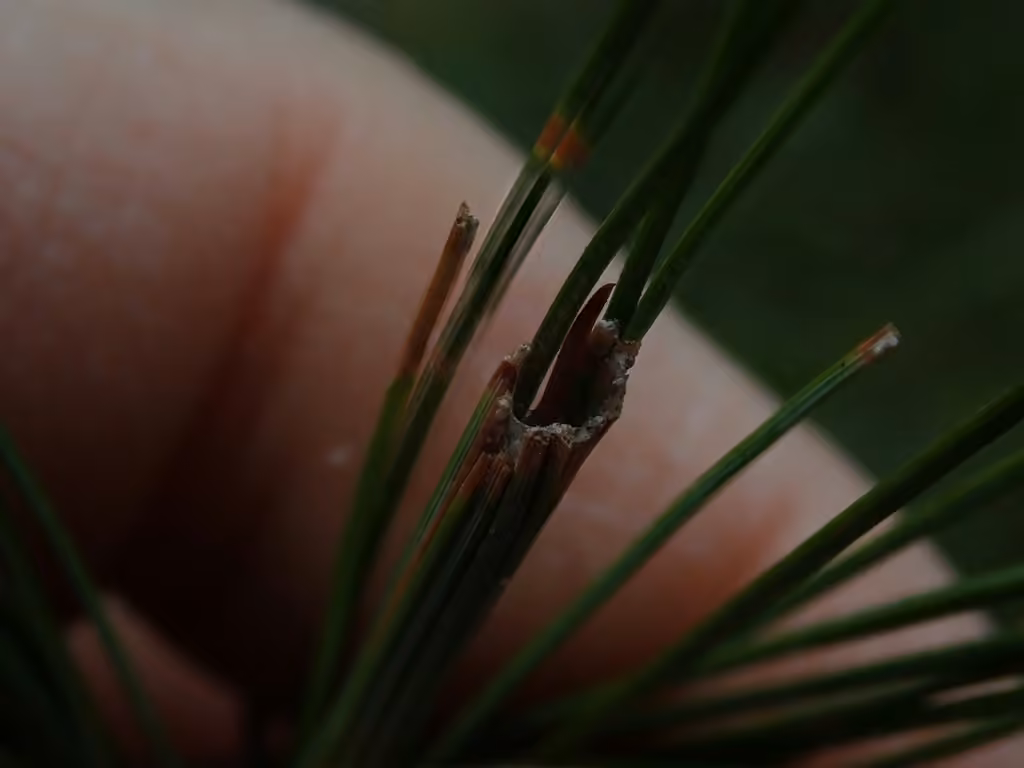 Pine Tube Moth, Caterpillar
