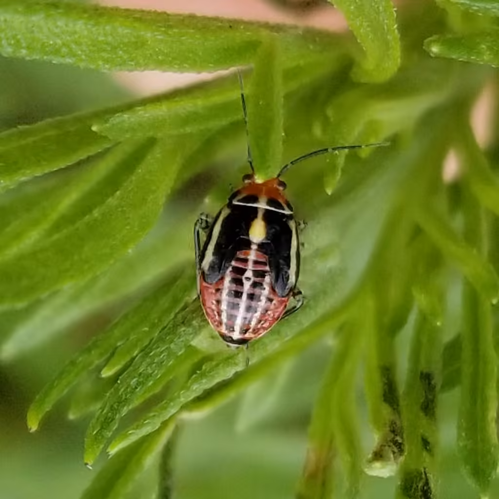 Punaise quadrilignée, Nymphe