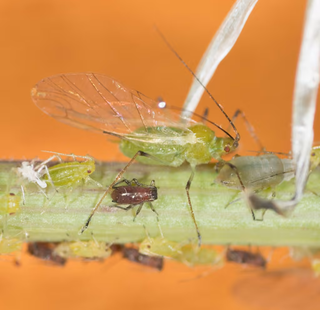 Potato Aphid