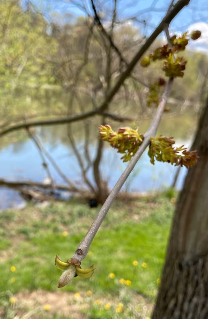 Frêne blanc, En fleurs