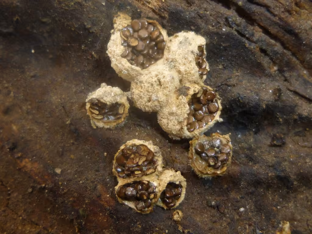 Pea-Shaped Bird's Nest, photo 2 of 5