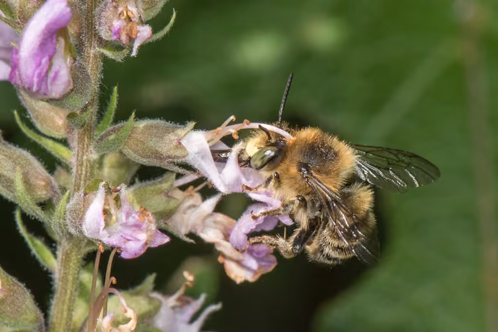 Abeille à extrémité fauve, Mâle