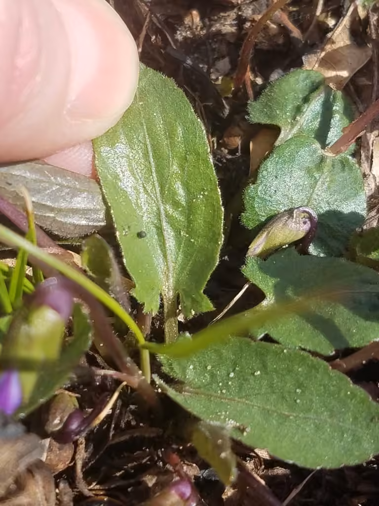 Violette sagittée, En fleurs