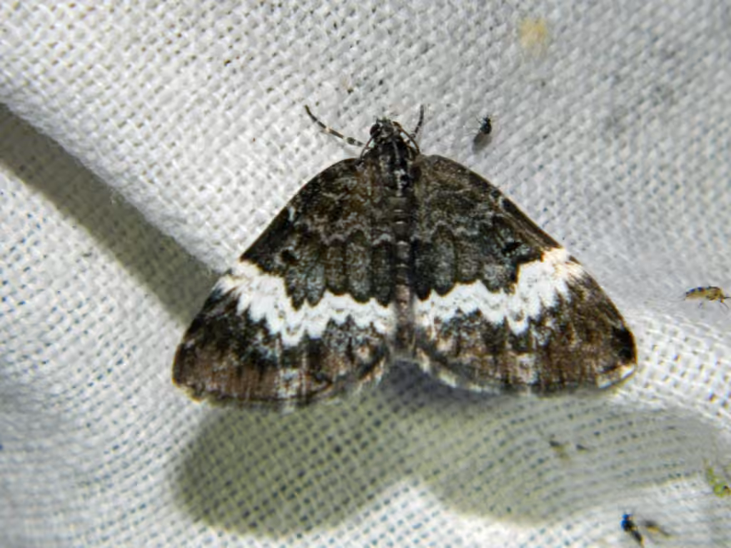White-banded Carpet Moth, Adult
