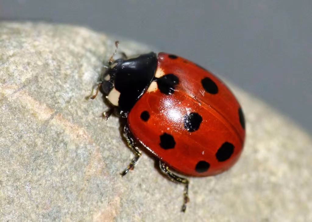 Coccinelle à 11 points, photo 1 sur 5
