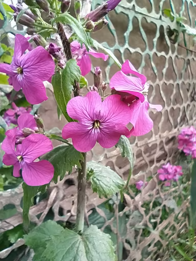 Annual honesty, In flower
