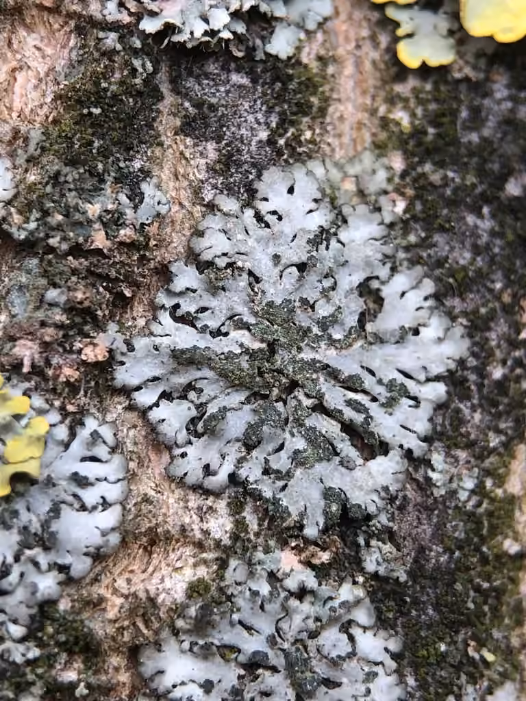 Phéophyscie orbiculaire, photo 3 sur 5