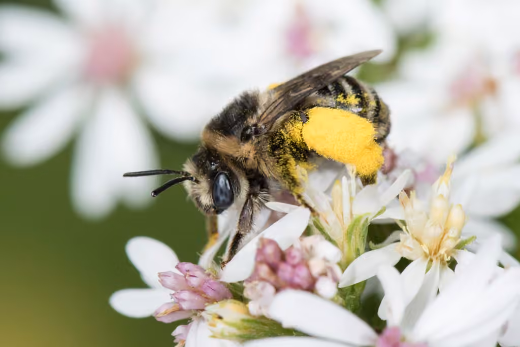 Abeille de Drury, Femelle