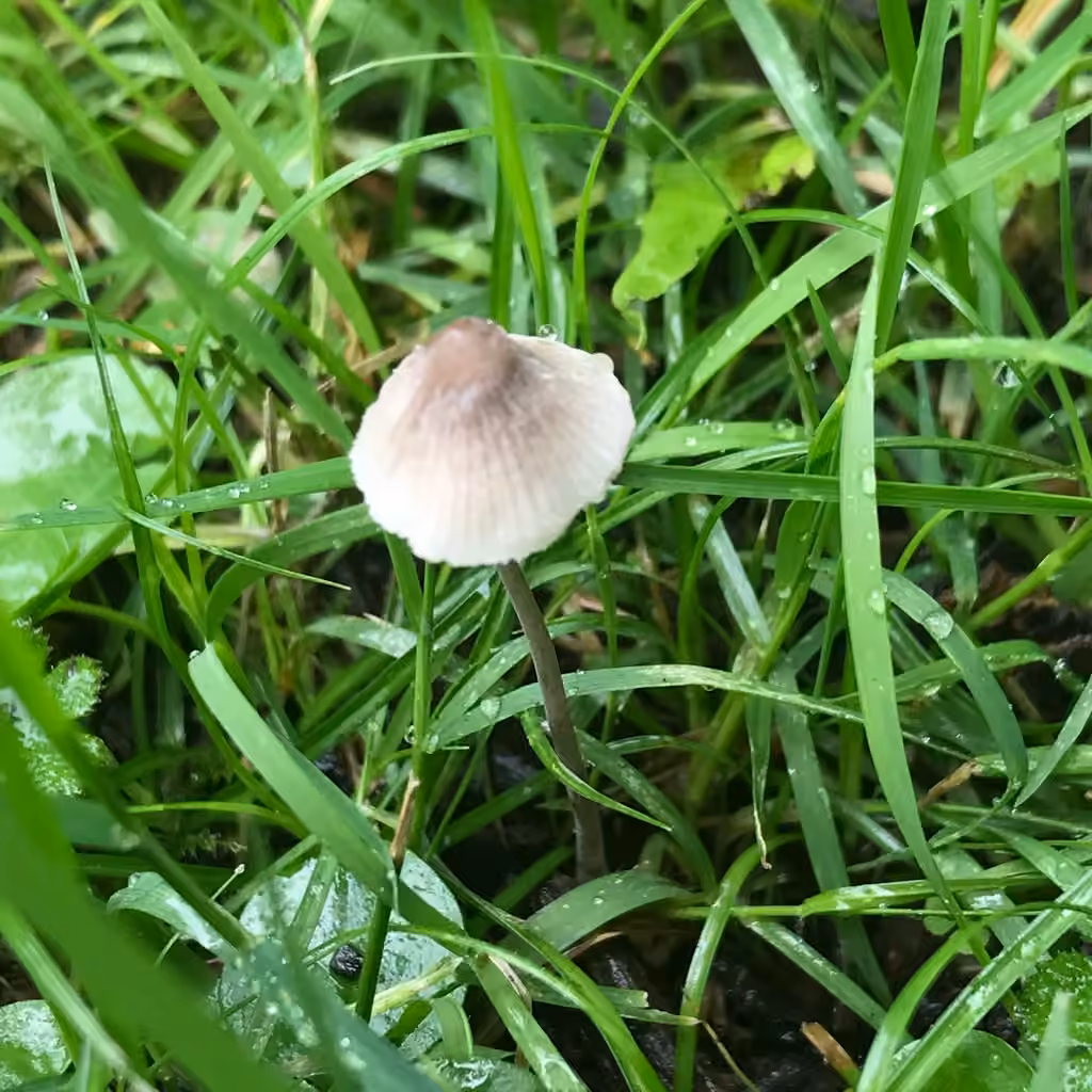 Brownedge Bonnet, photo 3 of 5