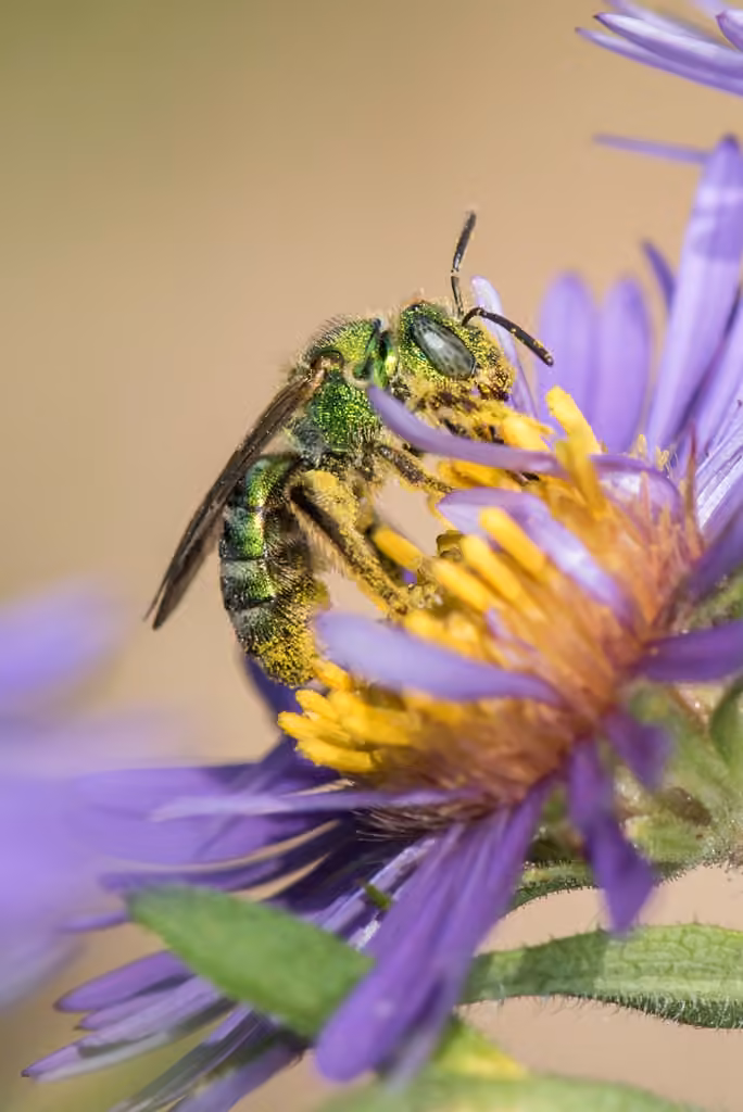 Silky Striped Sweat Bee, photo 1 of 5