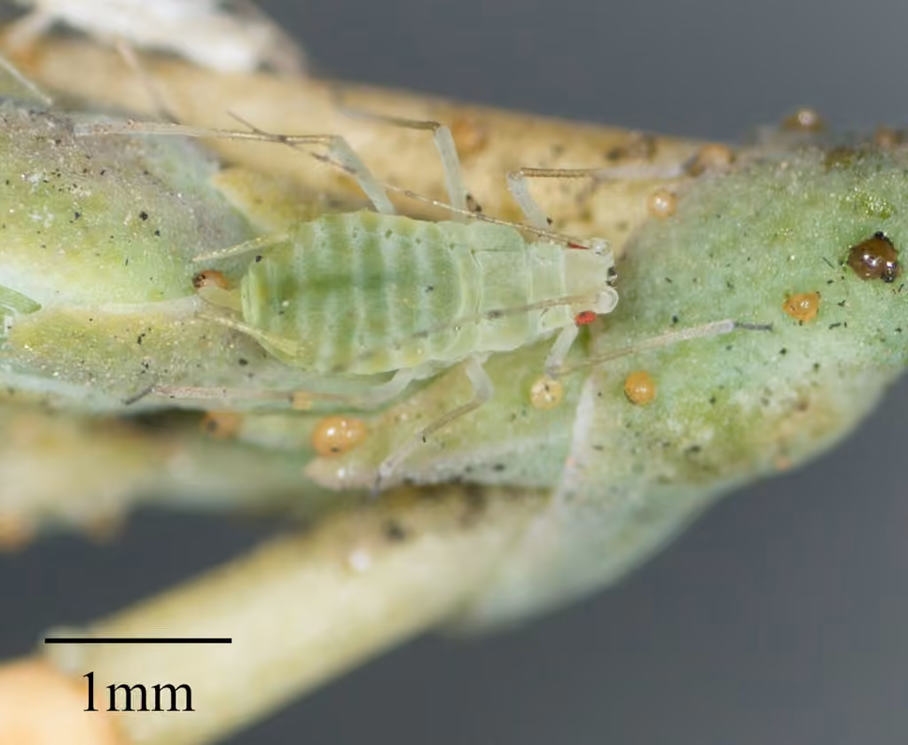 Aphid, photo 2 sur 5