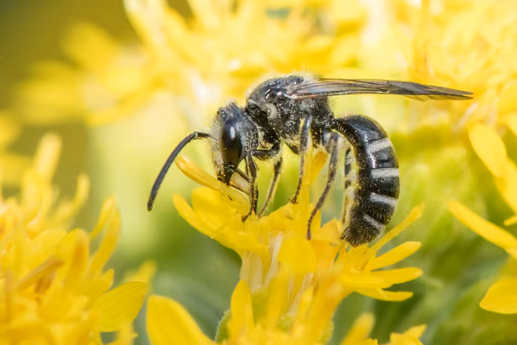 Leathery Sweat Bee, photo 1 of 5