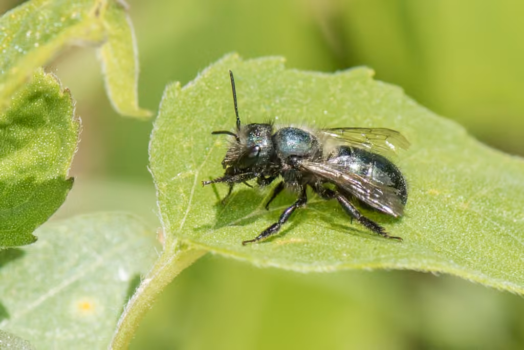 Mégachile des vergers, Femelle