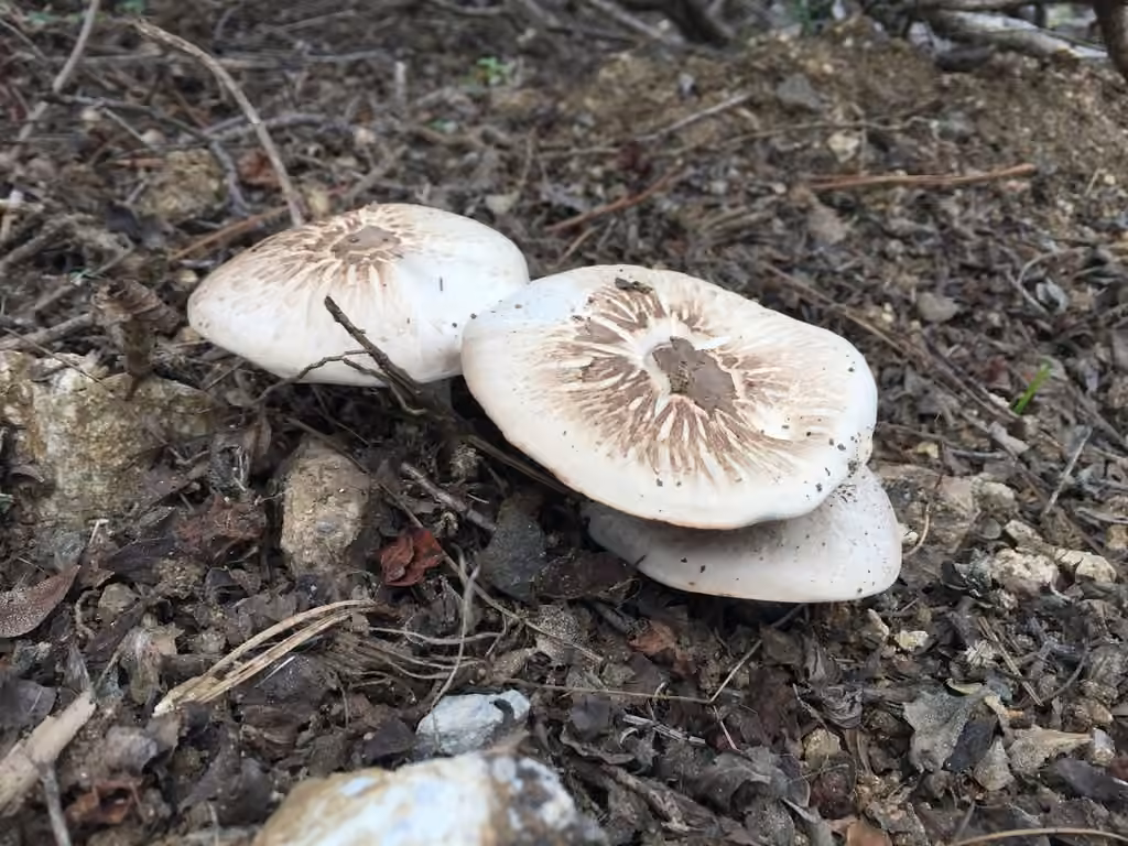 Agaric de Californie, photo 2 sur 5