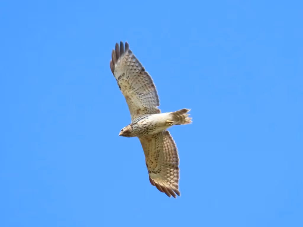 Red-shouldered Hawk, Juvenile