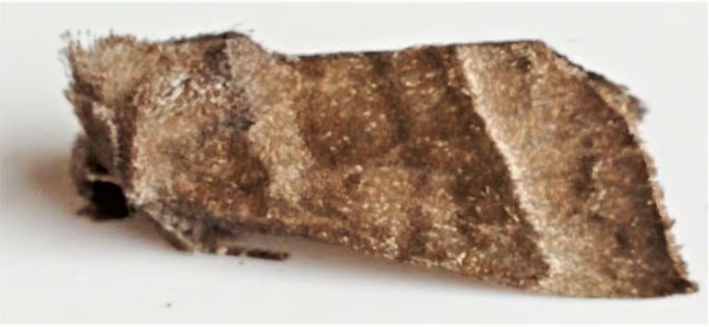 Joe-Pye Weed Borer Moth, Adulte