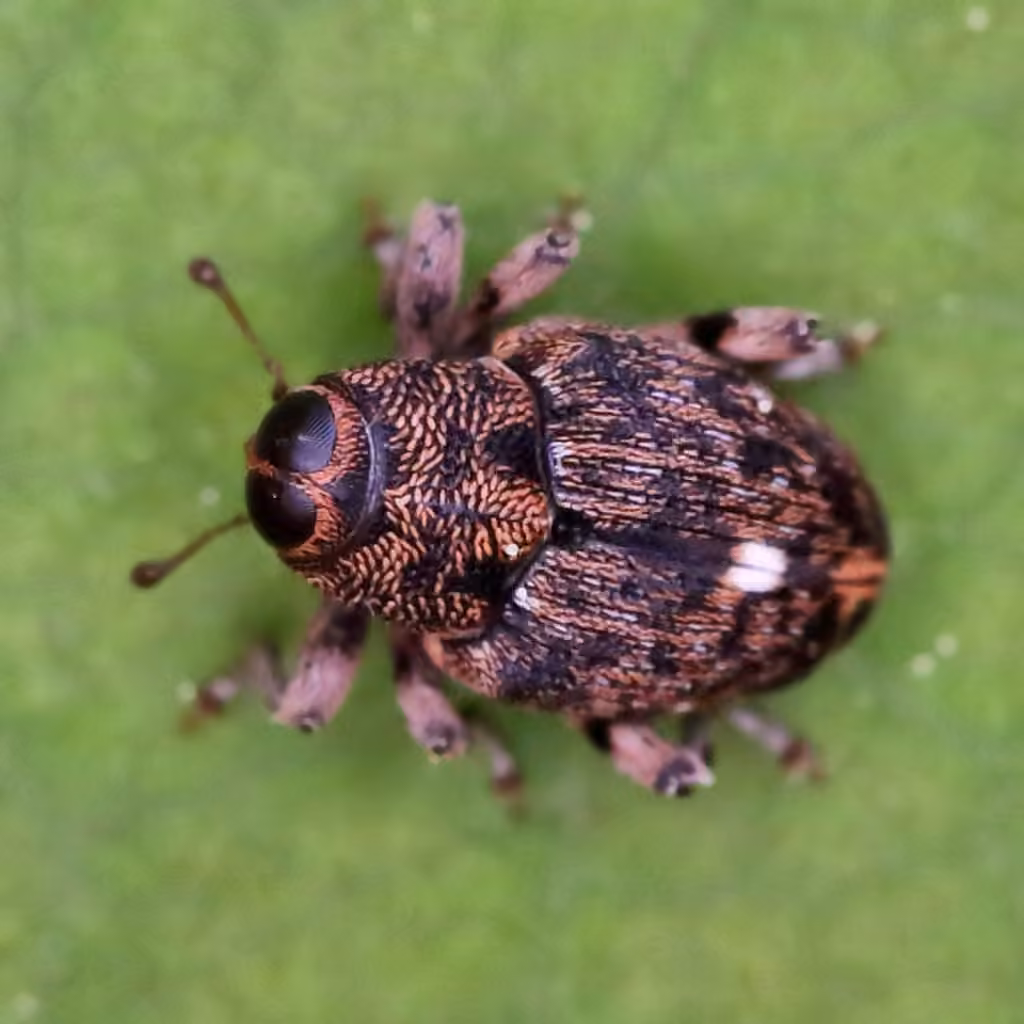 Occult Stem Weevil, photo 3 of 5
