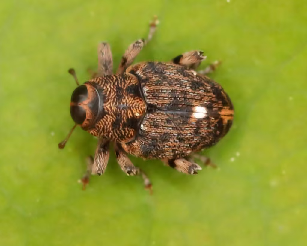 Occult Stem Weevil, photo 2 of 5
